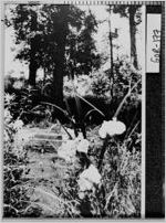 [Photograph of spring, New Echota, Gordon County, Georgia]