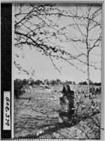 [Photograph of the grave of Harriet Ruggles Gold Boudinot, New Echota, Gordon County, Georgia]