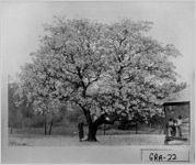 [Photograph of a woman standing near a flowering tung tree, Grady County, Georgia, between 1906 and 1908]