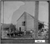 [Photograph of the exterior of a sawmill, Boydville, Grady County, Georgia, ca. 1900-1920]