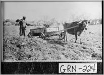 [Photograph of an African American farm worker and a cow, Greensboro, Greene County, Georgia, between 1937 and 1939]