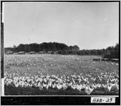 [Photograph of grazing chickens, Georgia, ca. 1950]