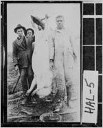 [Photograph of Andrew W. Pierce beside a hog that has been slaughtered and dressed, Hall County, Georgia, 1912]