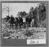 [Photograph of men loading sugarcane onto wagon, Jones County, Georgia, ca. 1910]