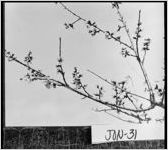 [Photograph of peach blooms, Jones County, Georgia, ca. 190-?]