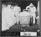 [Photograph of men weighing cotton, Jones County, Georgia, ca. 1910]