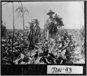 [Photograph of Carter Gibson in field, Jones County, Georgia, ca. 1900]