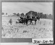 [Photograph of farming activity, Jones County, Georgia, ca. 1912]