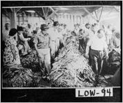 [Photograph of group looking at leaves at tobacco auction, Lowndes County, Georgia]