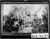 [Photograph of trees at Fairhope Plantation, McIntosh County, Georgia, ca. 1885]