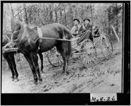 [Photograph of horse and buggy, Murray County, Georgia, ca. 1918]