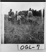 [Photograph of African-American children picking cotton on Sen. Pope Barrow home place, Oglethorpe County, 1899]