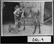 [Photograph of blacksmith Bose Turner shoeing a horse, Oglethorpe County, Georgia, ]