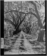 [Photograph of scene on the island, Ossabaw Island, Chatham County, Georgia, 192-]