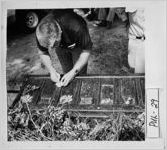 [Photograph of man grading peanut crop, Hawkinsville, Pulaski County, Georgia, ca. 1977]