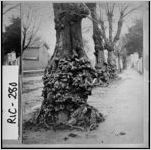 [Photograph of mulberry trees, Augusta, Richmond County, Georgia, ca. 1880 ]