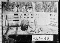 [Photograph of group watching hogs in pen, Sapelo Island, McIntosh County, Georgia, between 1913 and 1925]