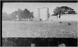 [Photograph of hogs grazing, Sapelo Island, McIntosh County, Georgia, between 1913 and 1915]