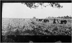 [Photograph of plowing fields of corn, Sapelo Island, McIntosh County, Georgia, between 1913 and 1915]