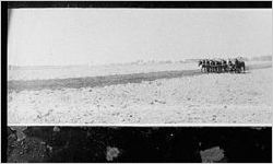 [Photograph of fields being plowed, Sapelo Island, McIntosh County, Georgia, between 1913 and 1915]