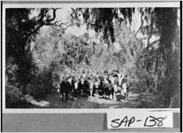 [Photograph of cattle in forest, Sapelo Island, McIntosh County, Georgia, 1919-1920]