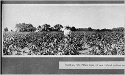 Sapeloe, the first home of sea island cotton on the North American continent.