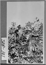 [Photograph of couple standing in Sea Island cotton, Sapelo Island, McIntosh County, Georgia, between 1915 and 1934]