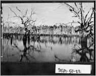 [Photograph of July Pond, Seminole County, Georgia, ca. 1980]