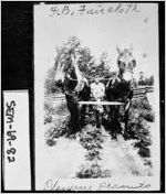 F. B. Faircloth Plowing Peanuts