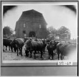 [Photograph of cattle, Spalding County, Georgia, 1921 or 1922]