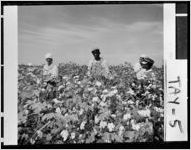 [Photograph of African-Americans picking cotton, Taylor County, Georgia, 1959 Dec.]