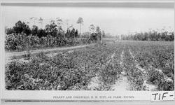 PEANUT FIELD AND CORNFIELD, H. H. TIFT, JR. FARM--TIFTON.