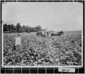 [Photograph of two men in cotton field, Troup County, Georgia, 1941]