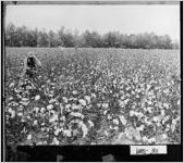 [Photograph of man picking cotton on Cecil Hammock's farm, Washington County, Georgia, 195-]
