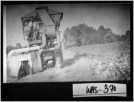 [Photograph of cotton picking, Washington County, Georgia, 1966 Oct. 3]
