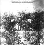 [Photograph of three African American laborers standing in a field in southern U.S. in late 19th century]
