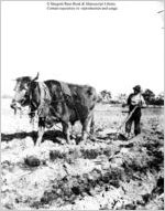 [Photograph of an African American boy plowing a field with an ox in or near Richmond County, Georgia, late 19th century]