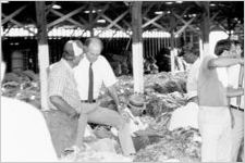 Tobacco Drying Shed