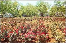 Hjort's Rose Garden. Located two miles east of Thomasville on Smith Avenue