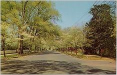 Springtime Dogwood in full bloom