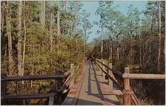 Okefenokee Swamp Park. America's Nature Wonderland. Near Waycross, Georgia