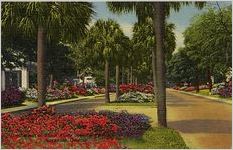 Azaleas in Bloom Along Beautiful Victory Drive, Savannah, Georgia