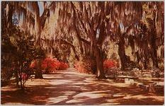 Bonaventure Cemetery, Savannah, Ga.