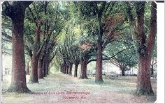 Avenue of Live Oaks, The Hermitage, Savannah, Ga.