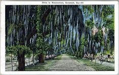 Drive in Bonaventure, Savannah, Ga.