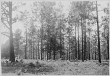 Pine woods, Quitman, Georgia