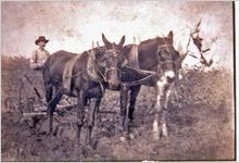 Pulliam, Epps Morris (1857-1935) with his 3 mule plow in Eastanollee, Franklin County, Georgia (now Stephens County), about 1897
