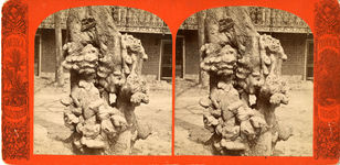 683 Mulberry Street, Stubblefield house, mainly view of mulberry tree, circa 1876