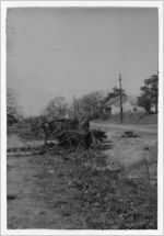 Photograph of an uprooted tree, Manchester, Georgia