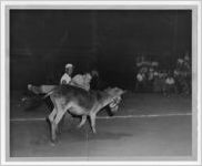 Photograph of Mr. Lanier riding a donkey, Manchester, Georgia, 1953